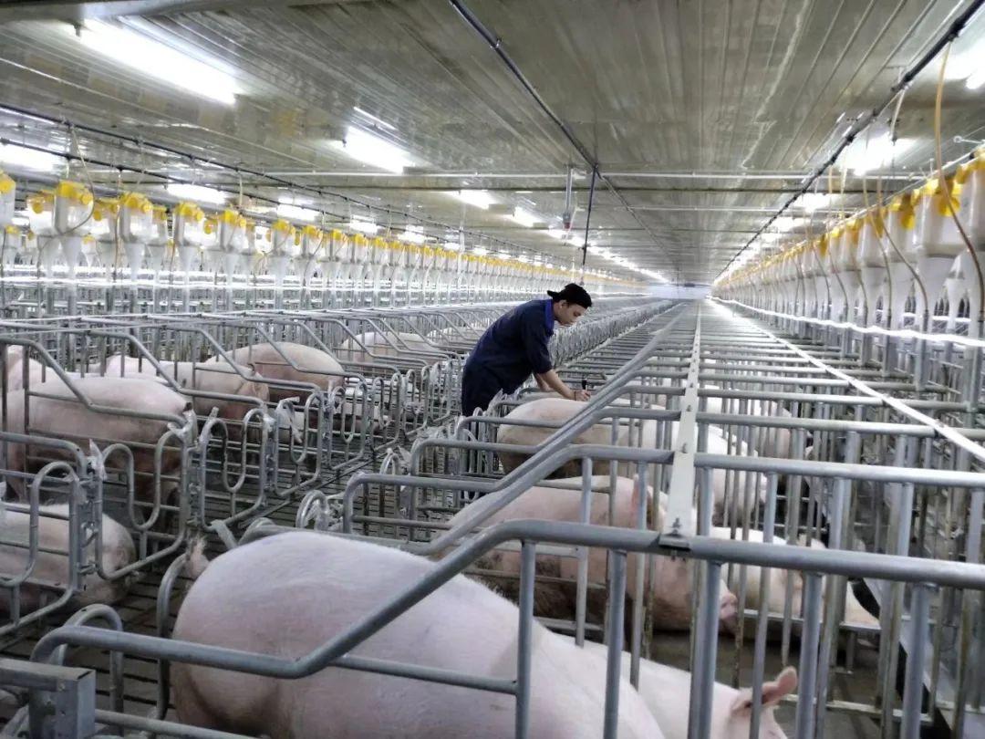 1700444002743431.jpg 5.jpg