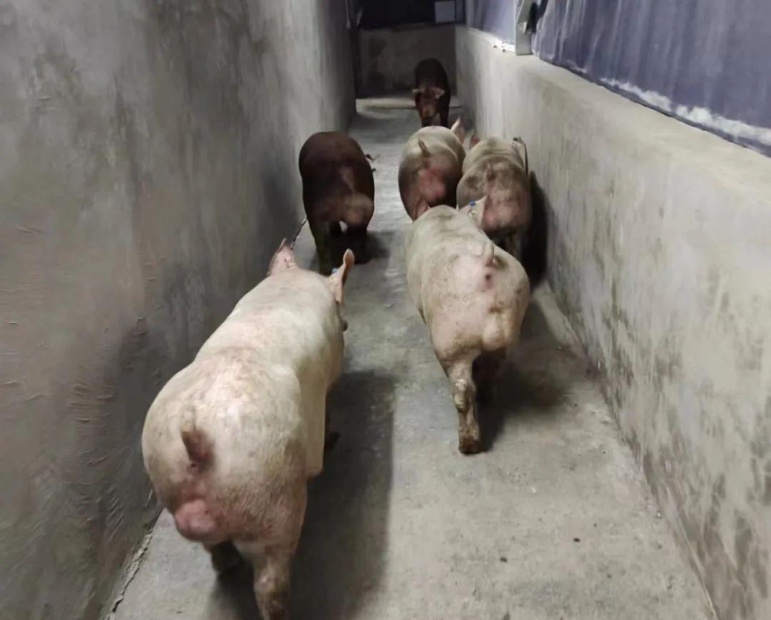 1700472910668510.jpg 6.jpg